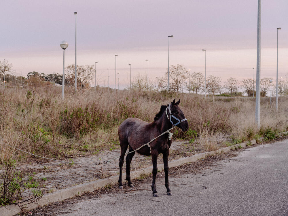 Image from page “For Sale” (Photo: Ricardo Alves Ferreira Nunes)