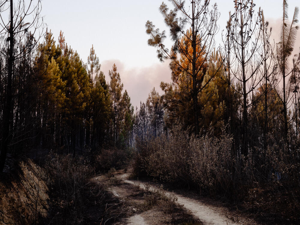 Image from page “Manmade” (Photo: Ricardo Alves Ferreira Nunes)