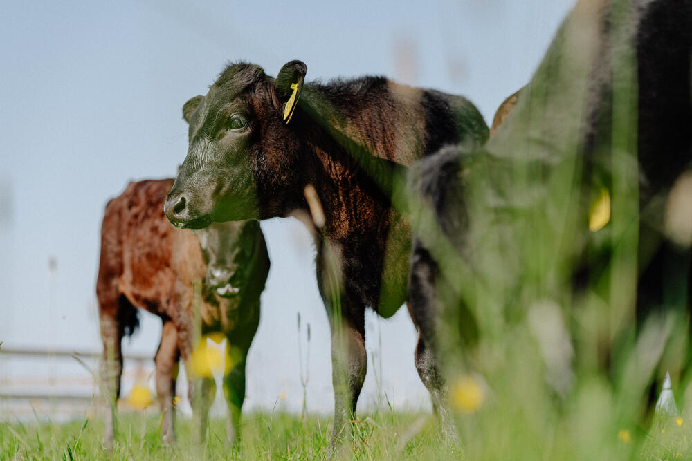 Image 3 of 7 from “Organic farmhouse reportage” by Ricardo Nunes