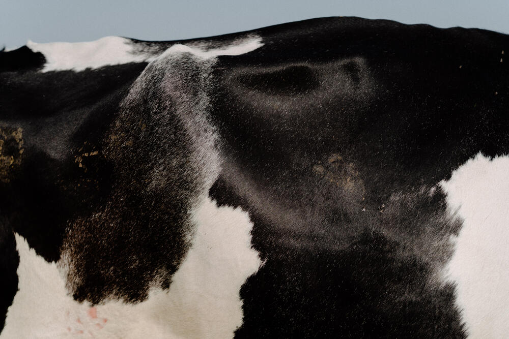 Image 5 of 7 from “Organic farmhouse reportage” by Ricardo Nunes