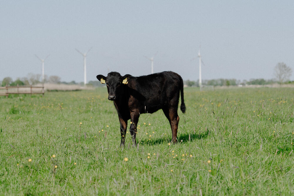 Image 7 of 7 from “Organic farmhouse reportage” by Ricardo Nunes