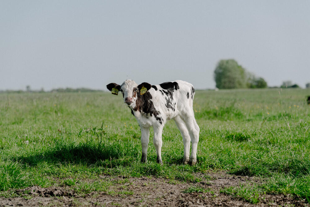 Image 1 of 7 from “Organic farmhouse reportage” by Ricardo Nunes