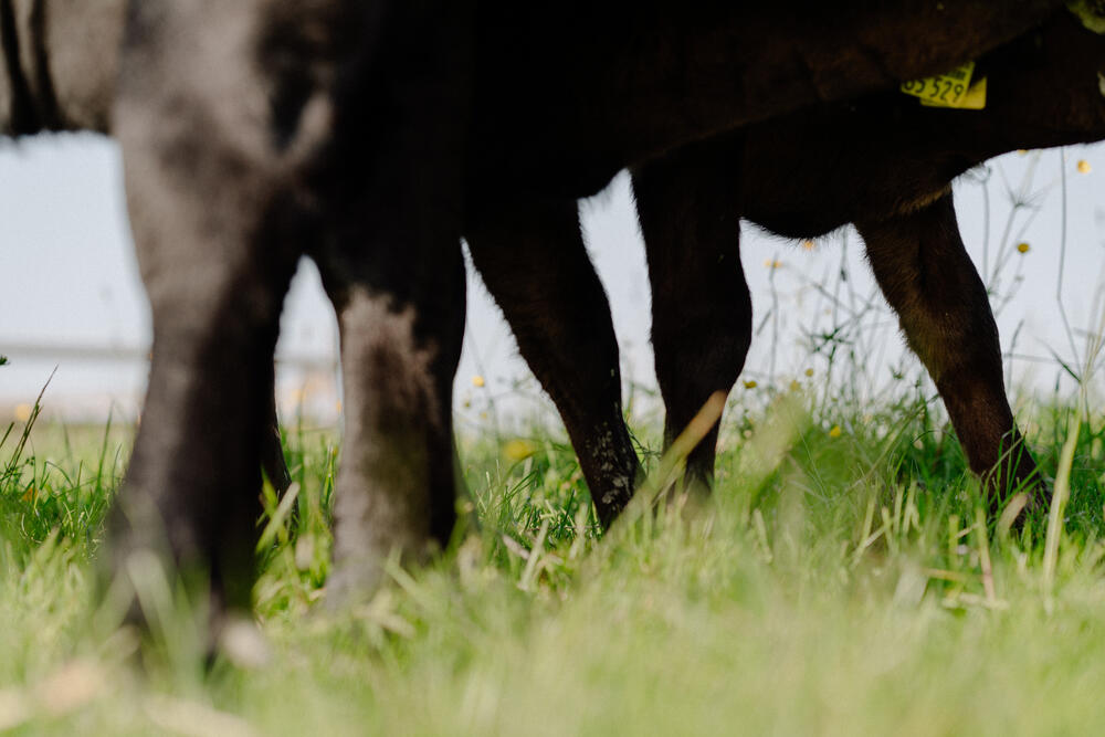 Image 6 of 7 from “Organic farmhouse reportage” by Ricardo Nunes