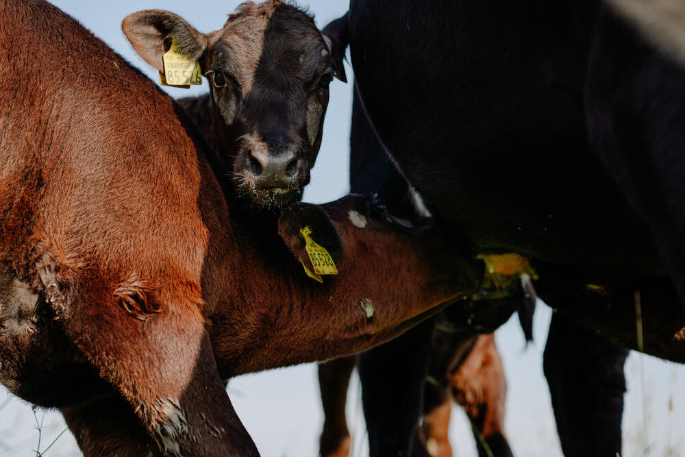 Image 4 of 7 from “Organic farmhouse reportage” by Ricardo Nunes